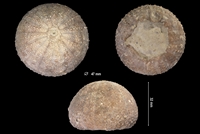 Thierychinus delaunayi